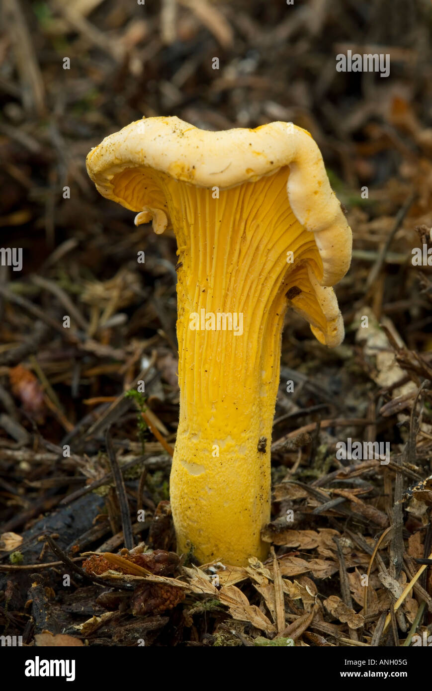 Golden chantrelles hires stock photography and images Alamy