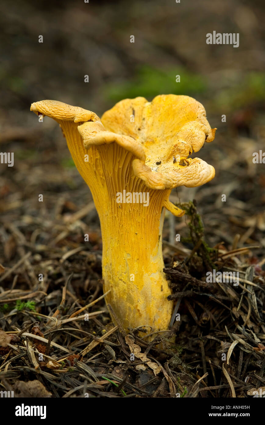 Golden Chantrelles (Cantharellus cibarius, roseocanus), Vancouver Island, British Columbia, Canada. Stock Photo