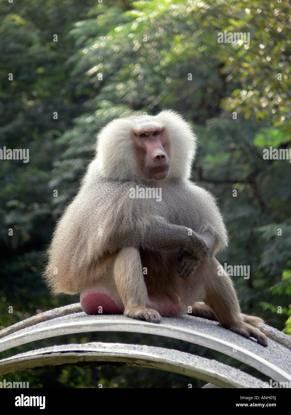 Baboon, Papio ursinus, at Delhi Zoo, India. Stock Photo