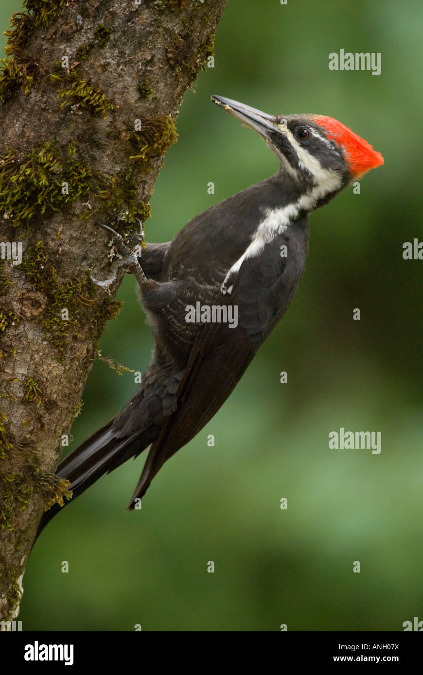 Pileated Woodpecker, Vancouver Island, British Columbia, Canada. Stock Photo