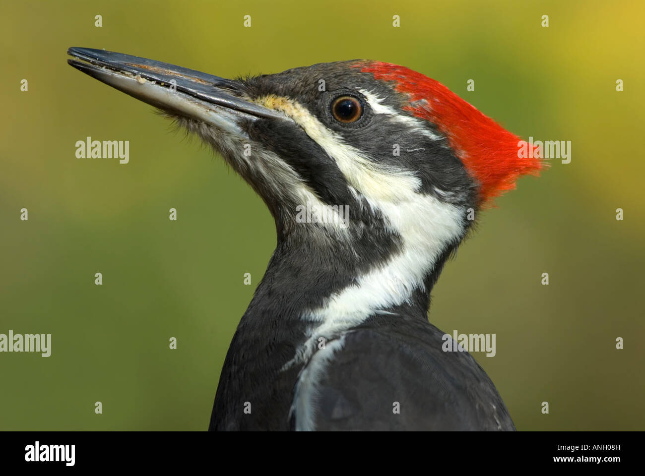 Pileated Woodpecker, Vancouver Island, British Columbia, Canada. Stock Photo