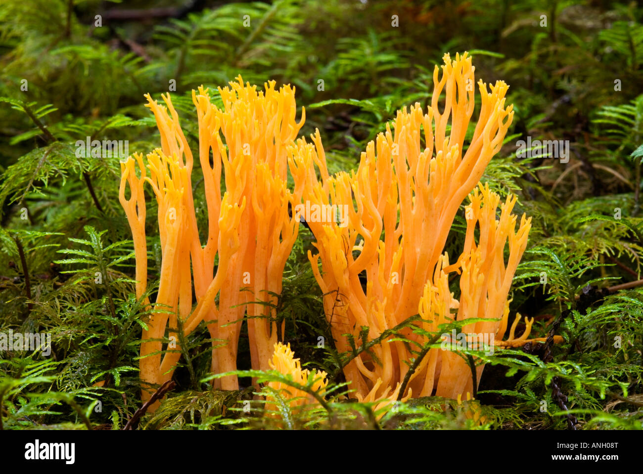 Corala Fungus, Ramaria, Vancouver Island, British Columbia, Canada. Stock Photo
