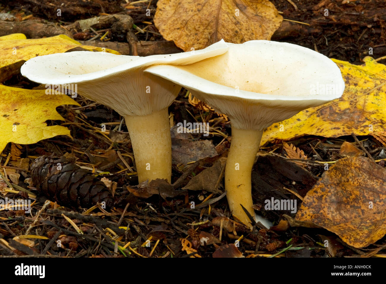 Mushroom, Vancouver Island, British Columbia, Canada Stock Photo Alamy