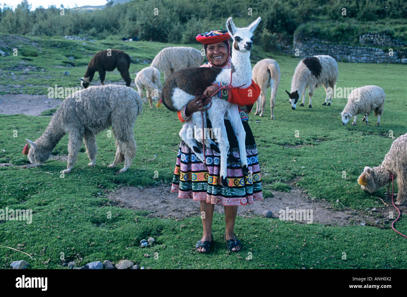 A Quechua woman near Cusco in Peru poses with a tasselled alpaca, llamas and sheep Stock Photo