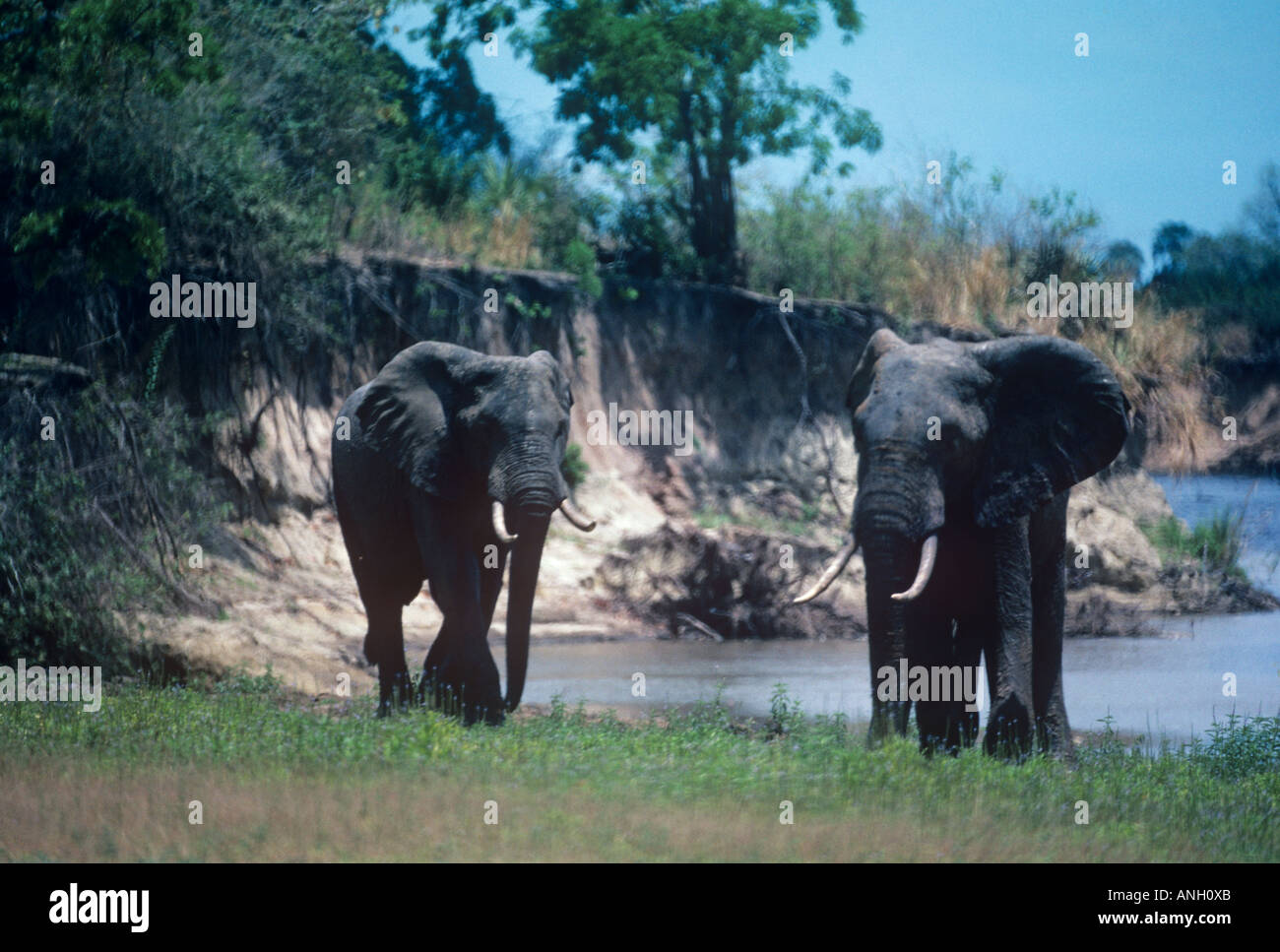 Tanzania's vast Selous Game Reserve, despite poaching, has a large elephant population;  these two are beside the Rufiji river Stock Photo