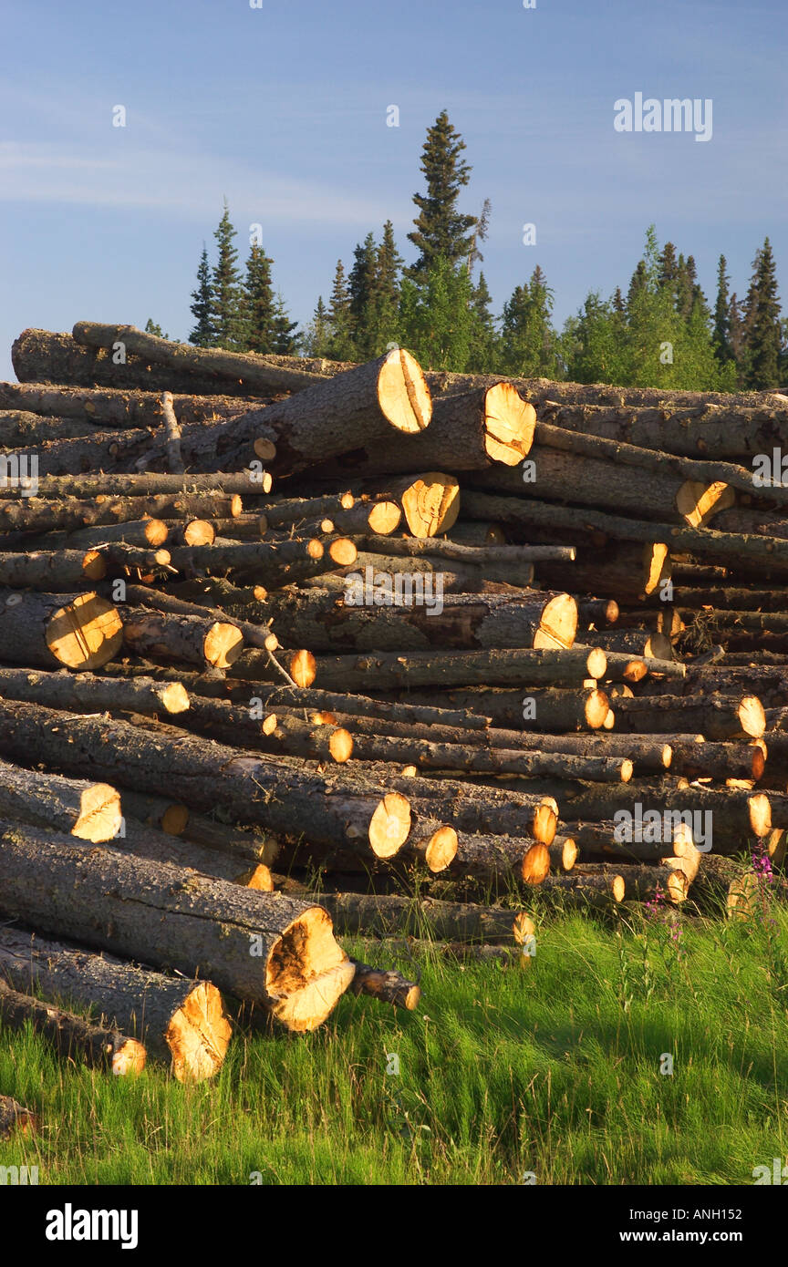 cut trees for lumber Stock Photo Alamy