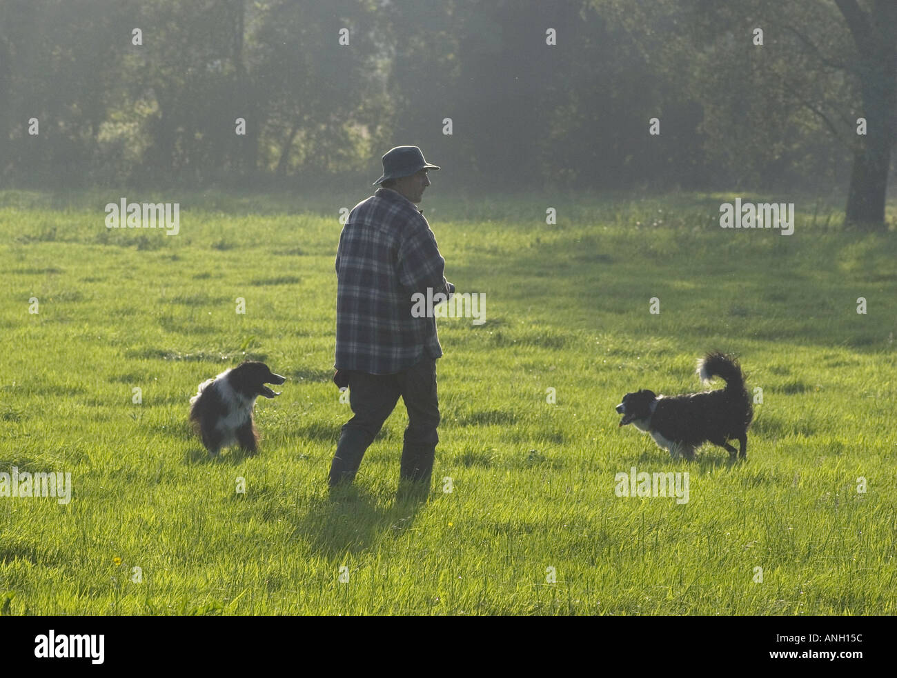Man and Dogs Stock Photo
