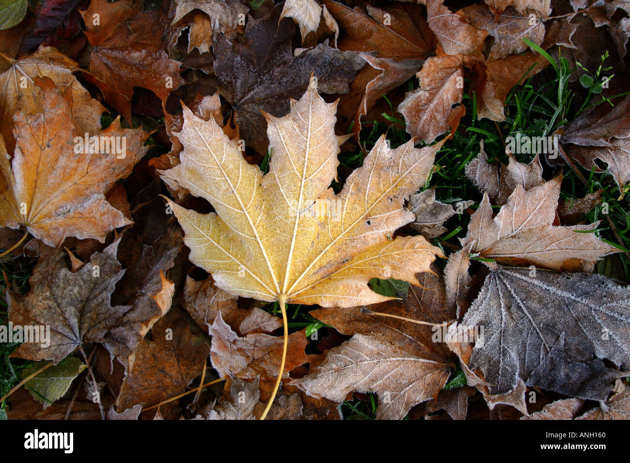 Maple Leaf Stock Photo