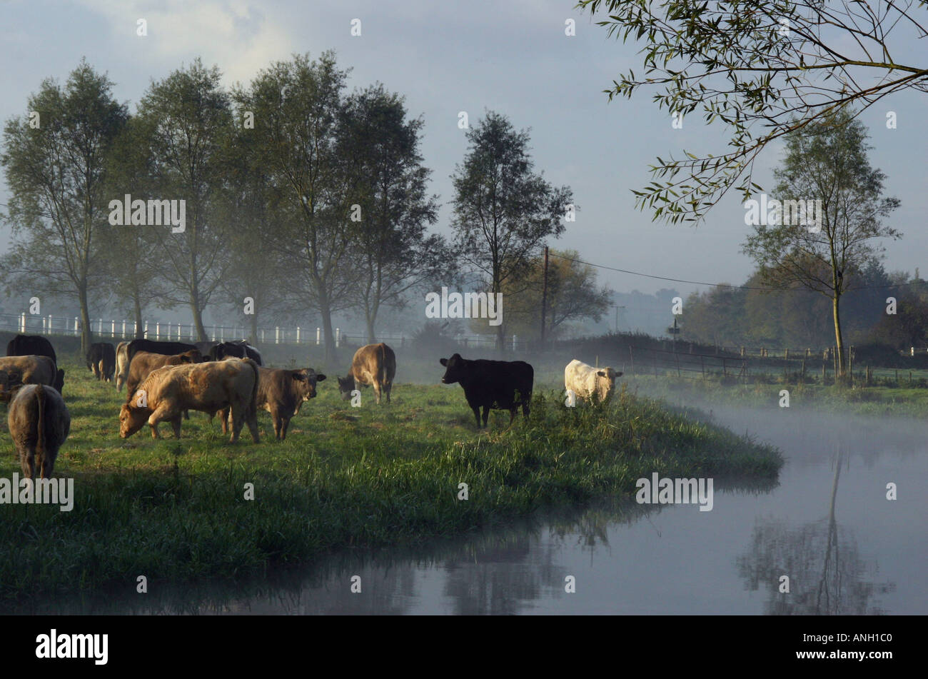 Cattle by River Stock Photo