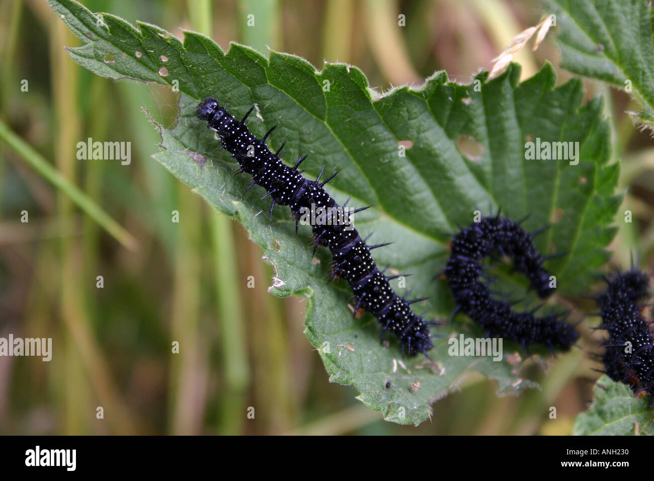 Peacock Butterfly Caterpillars Stock Photo Alamy