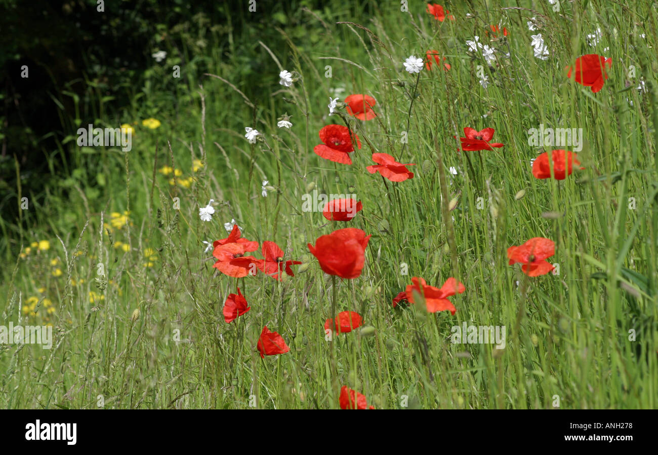 English Wild Flowers Stock Photo - Alamy