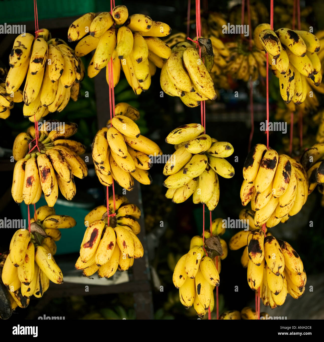 Bunches of small plantain bananas hanging on red string outside a shop to ripen in Kuala Lumpur, Malaysia Stock Photo