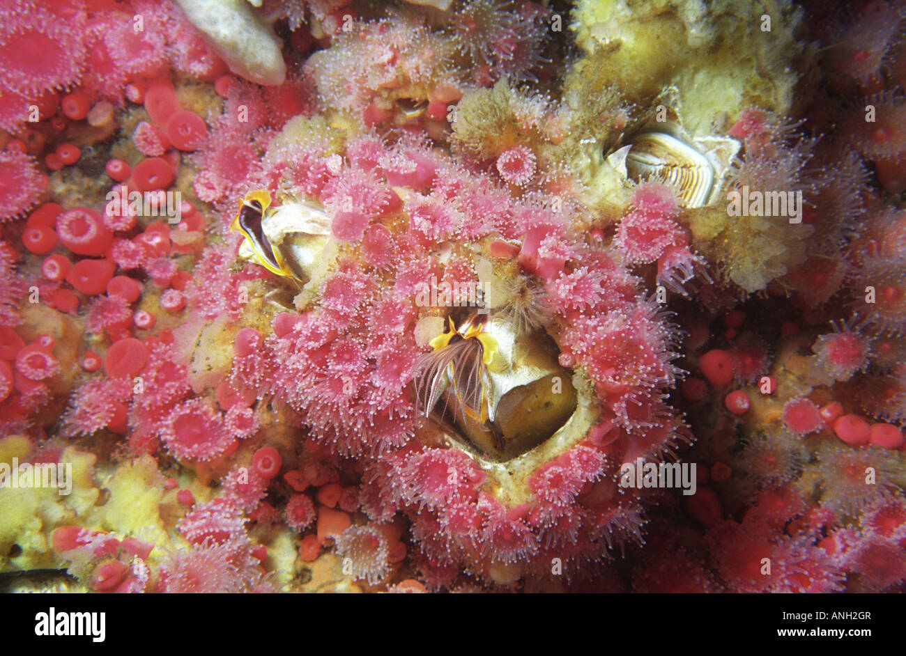 Giant acorn barnacles and straw berry anemones, Quadra Island area, Vancouver Island, British Columbia, Canada. Stock Photo