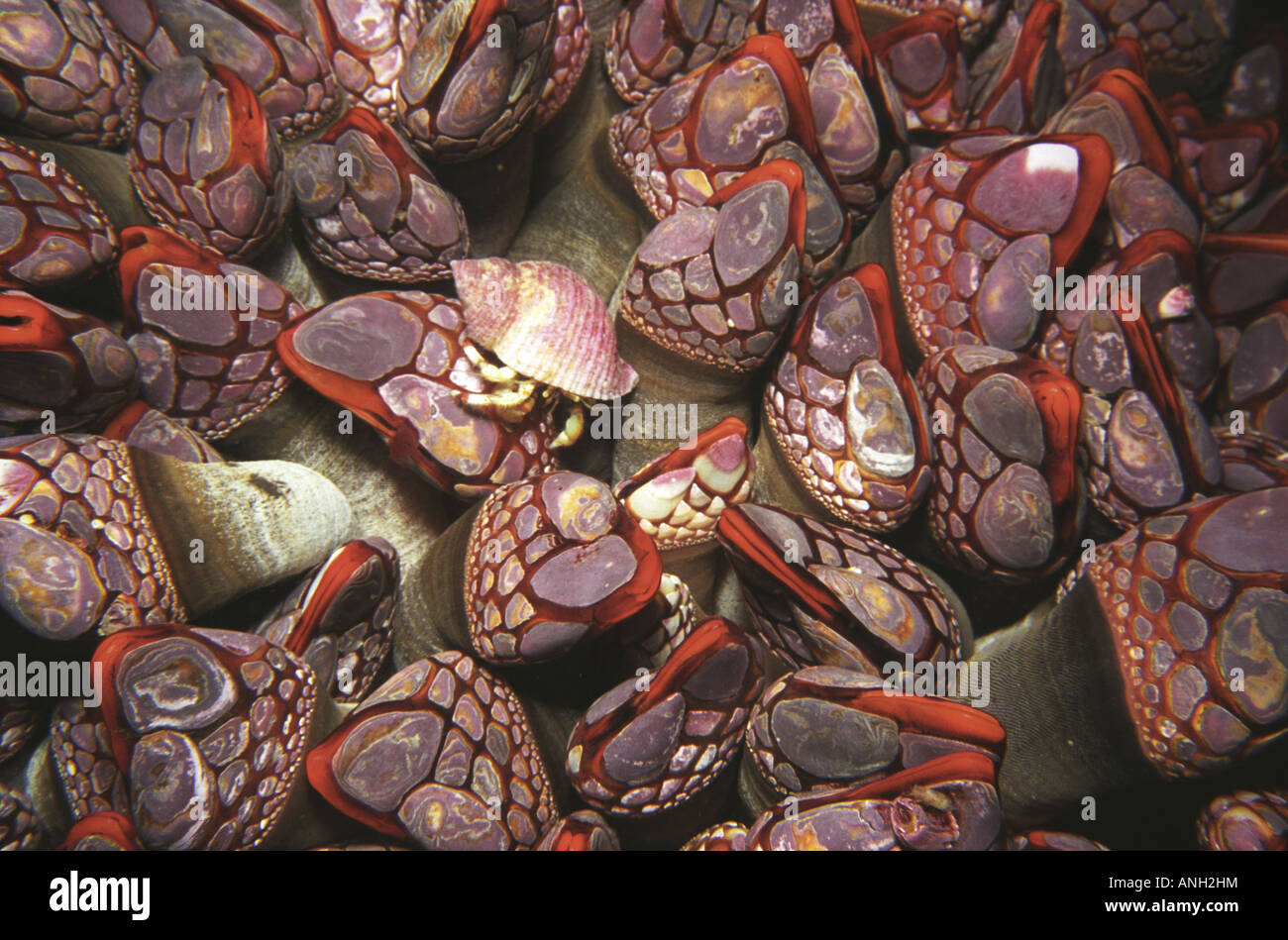 Goose-neck barnacles, Johnson Point, Nakwakto Rapids, Queen Charlotte Sound near Port Hardy, Vancouver Island, British Columbia, Stock Photo