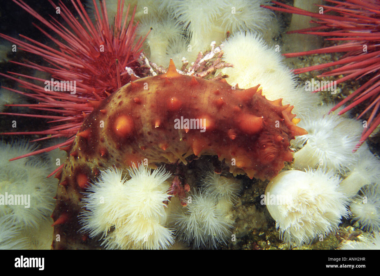 California sea cucumber, Seven-tree Island, Queen Charlotte Strait, Vancouver Island, British Columbia, Canada. Stock Photo