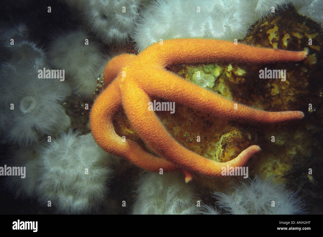 Blood Star, Hussar Point Passage near Port Hardy, Queen Charlotte Strait, Vancouver Island, British Columbia, Canada. Stock Photo