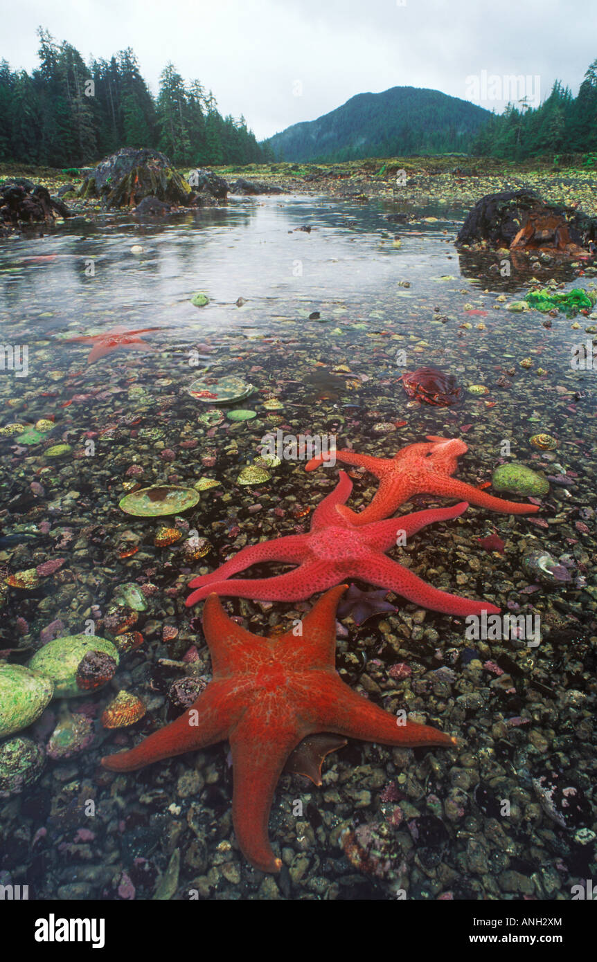Sea Anemones and Sea Stars at low tide, Dolomite Narrows, Gwaii Stock