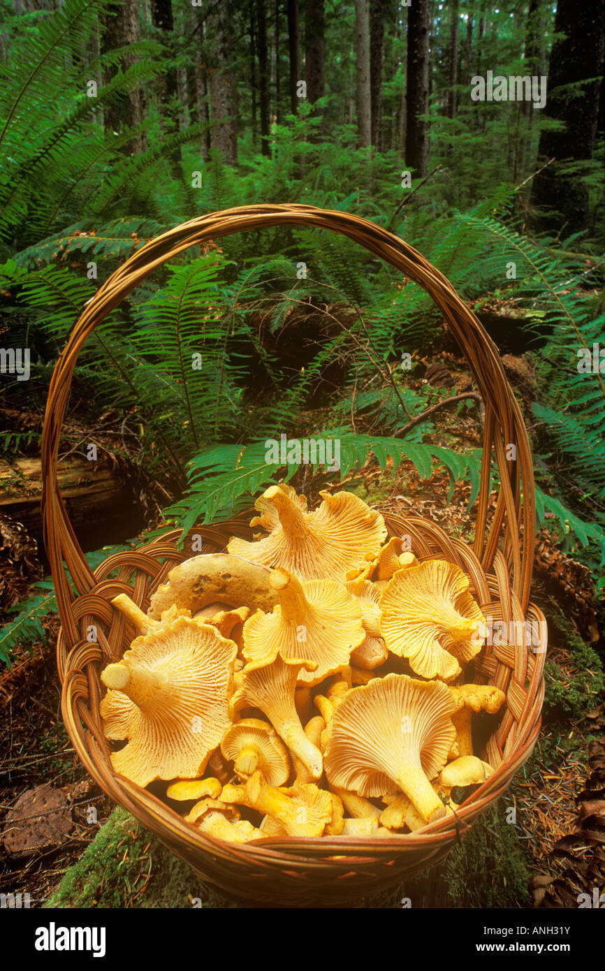 Chanterelles on Haida Gwaii, British Columbia, Canada Stock Photo Alamy