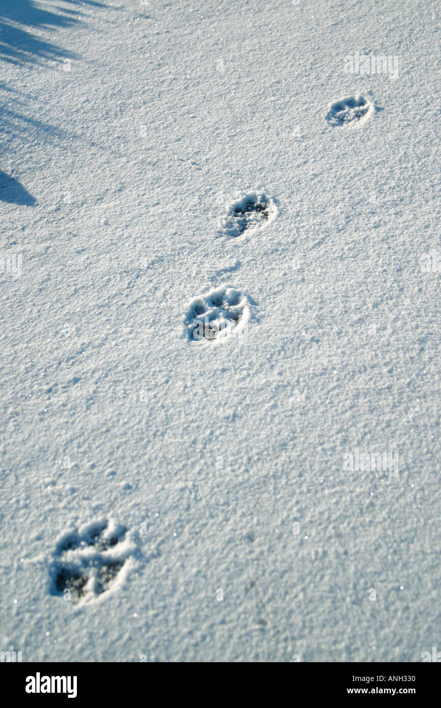 Paw prints in snow Stock Photo Alamy