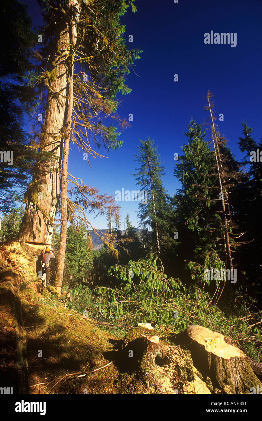 Old growth yellow cedar trees hires stock photography and images Alamy
