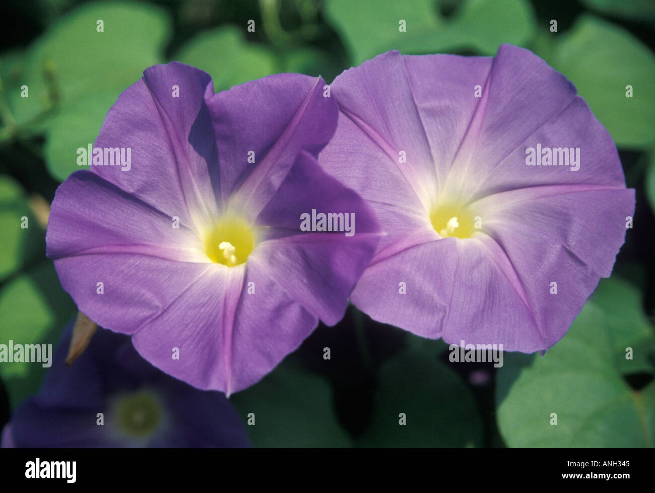 Page 3 Delicate Aesthetic Flower Head High Resolution Stock Photography And Images Alamy