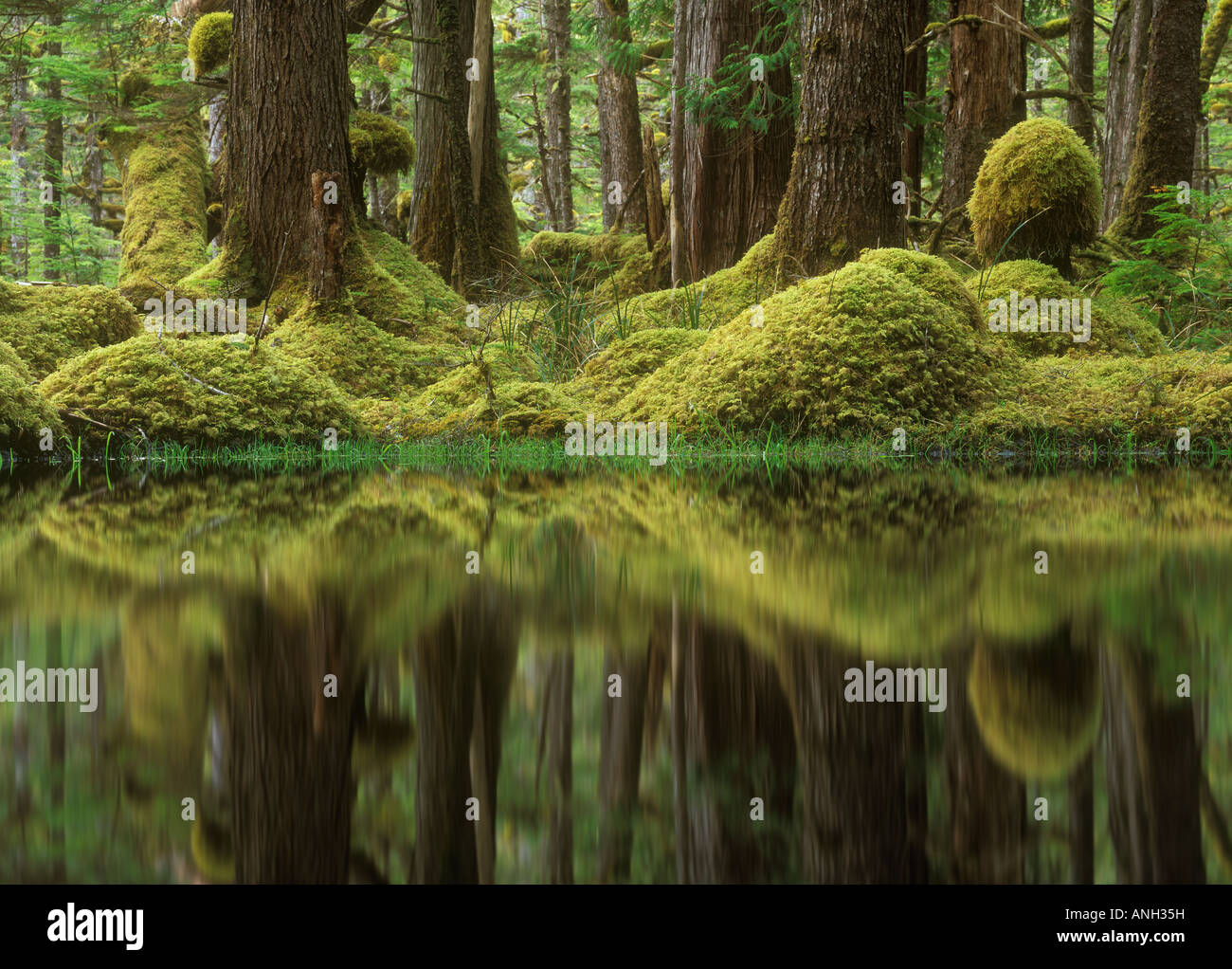 Swamp Forest, Tow Hill Ecological Reserve, Queen charlotte Islands, British Columbia, Canada. Stock Photo