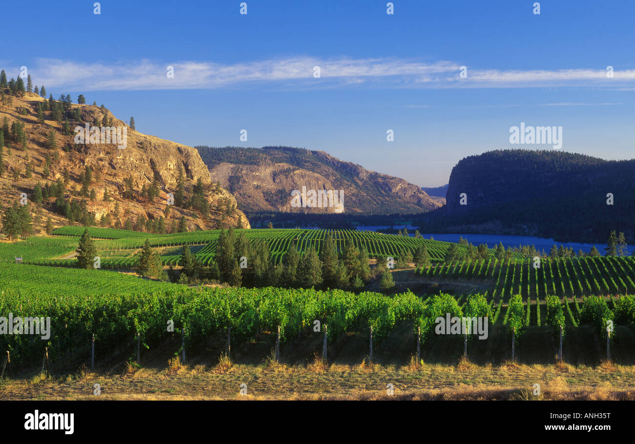 Okanagan rows scenic fall hires stock photography and images Alamy