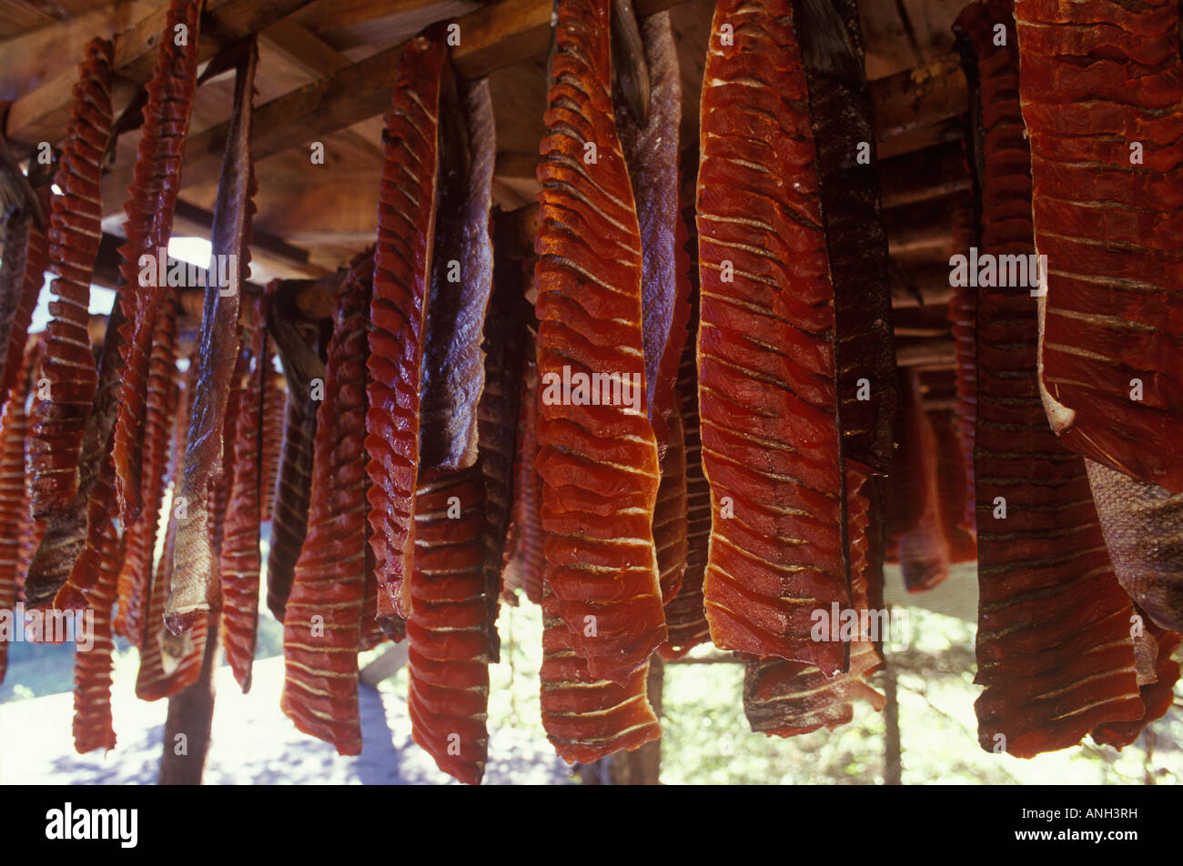 Drying Salmon in Tahltan Native Smoke House, British Columbia, Canada