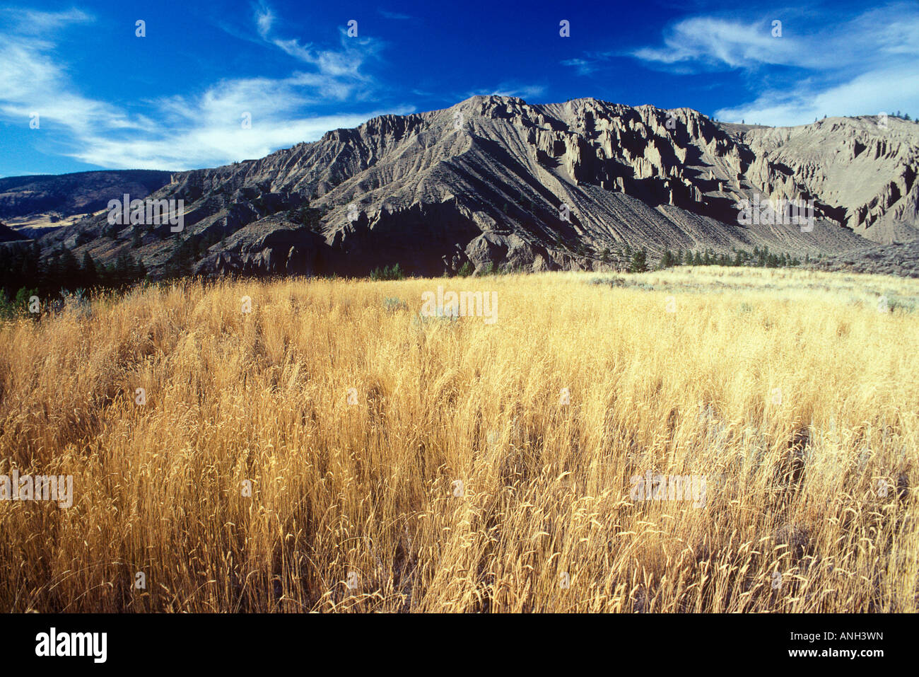 Grasslands in Farwell canyon, British Columbia, Canada Stock Photo Alamy