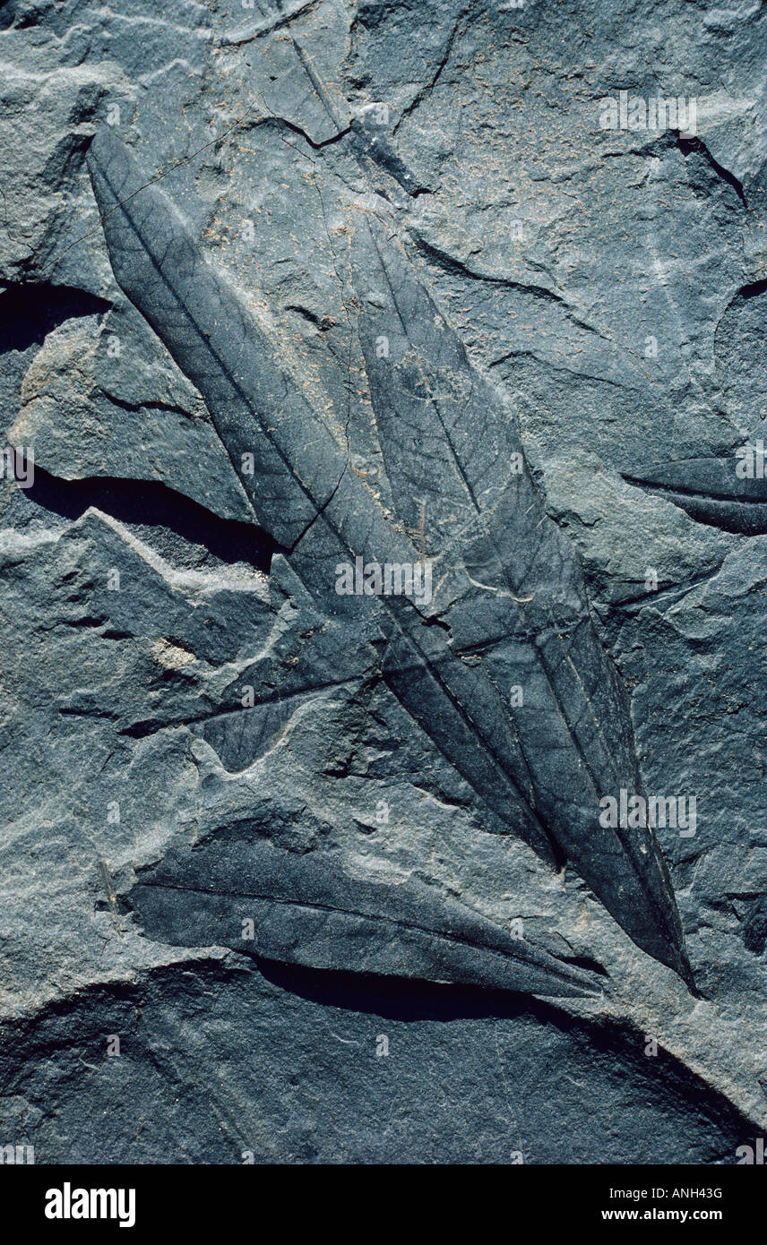 Fossils of the Stikine Grand Canyon, British Columbia, Canada Stock