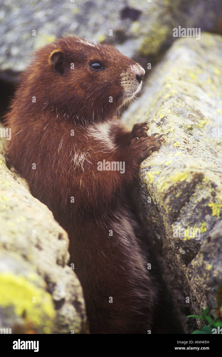 Vancouver Island marmot at the Green Mountain summit colony, British Columbia, Canada. Stock Photo
