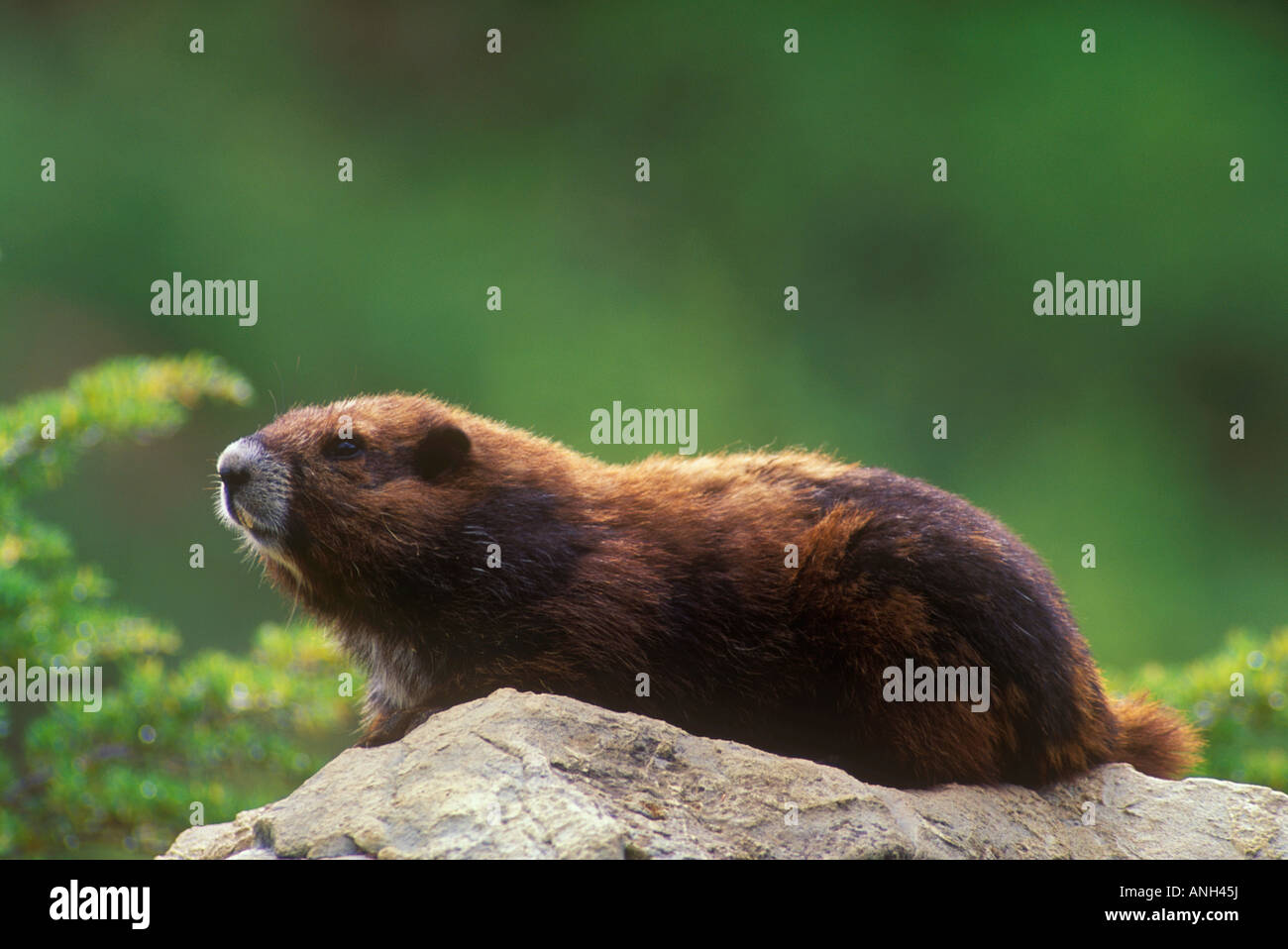 Vancouver Island marmot at the Green Mountain summit colony, British Columbia, Canada. Stock Photo