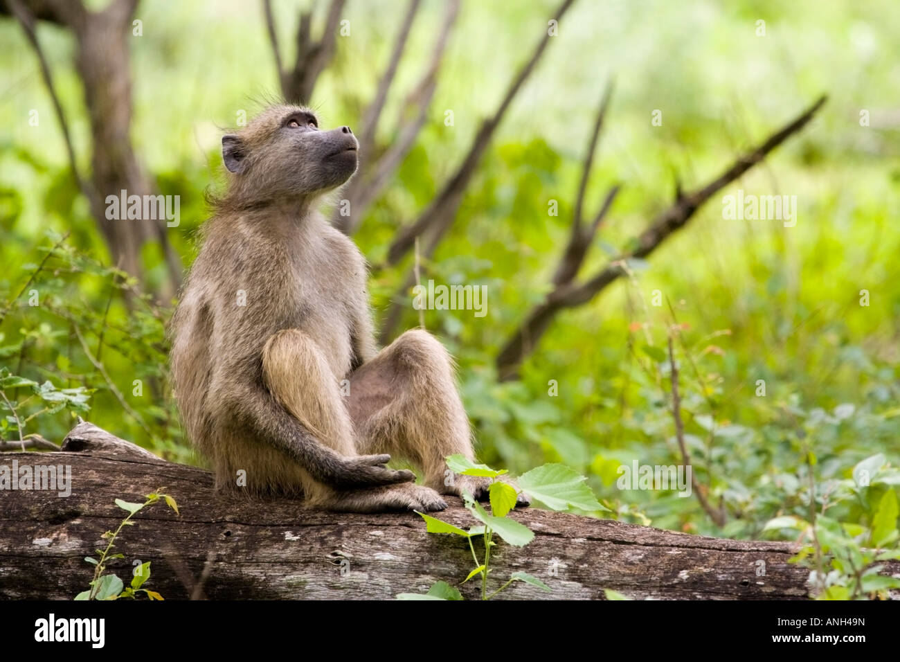 A baboon stares to the heavens Stock Photo