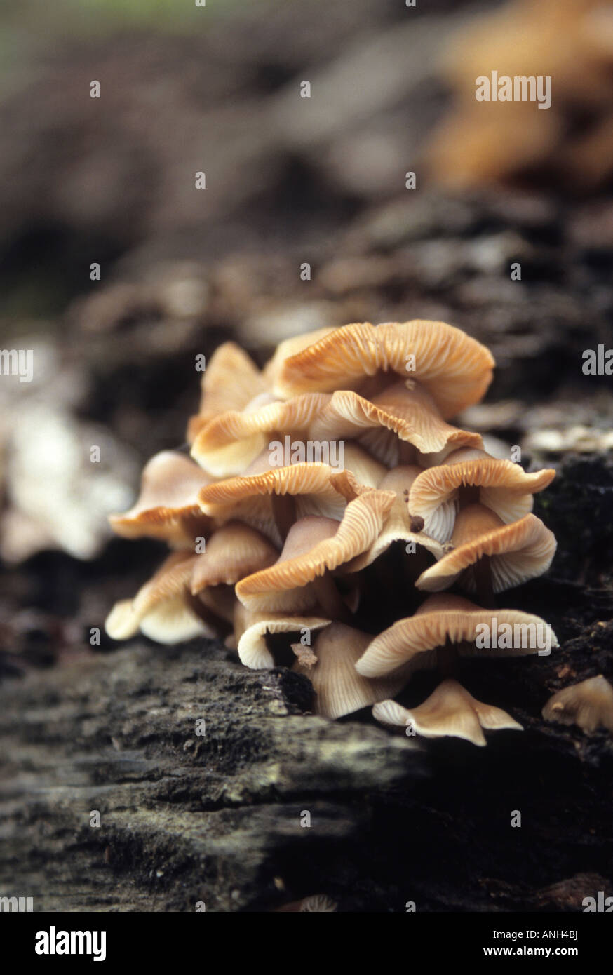 mushroom Sp., at Eagle Nest Wildlife Sanctuary, Arunachal Pradesh, India Stock Photo
