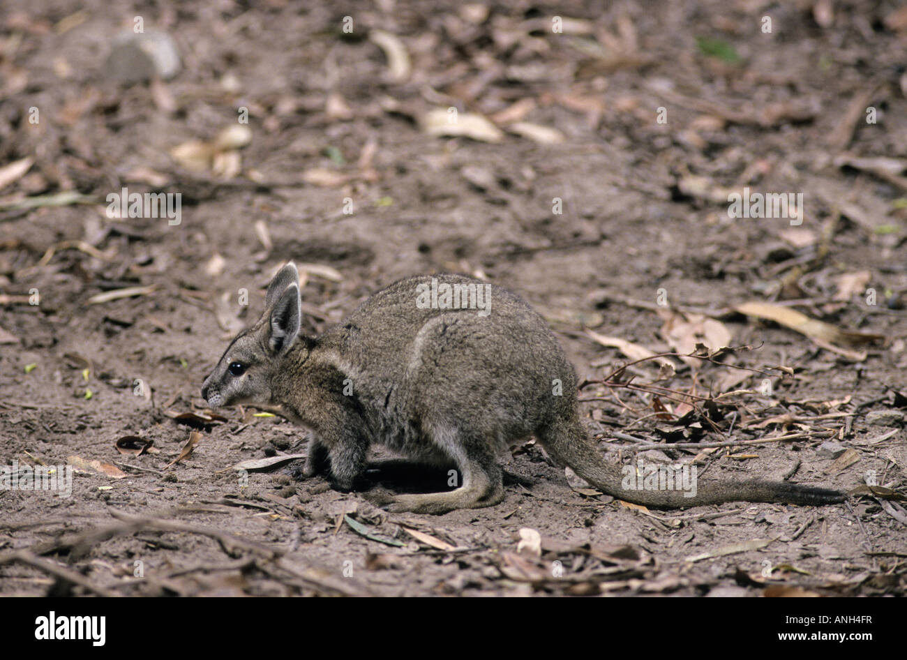 Onychogalea Fraenata High Resolution Stock Photography and Images Alamy