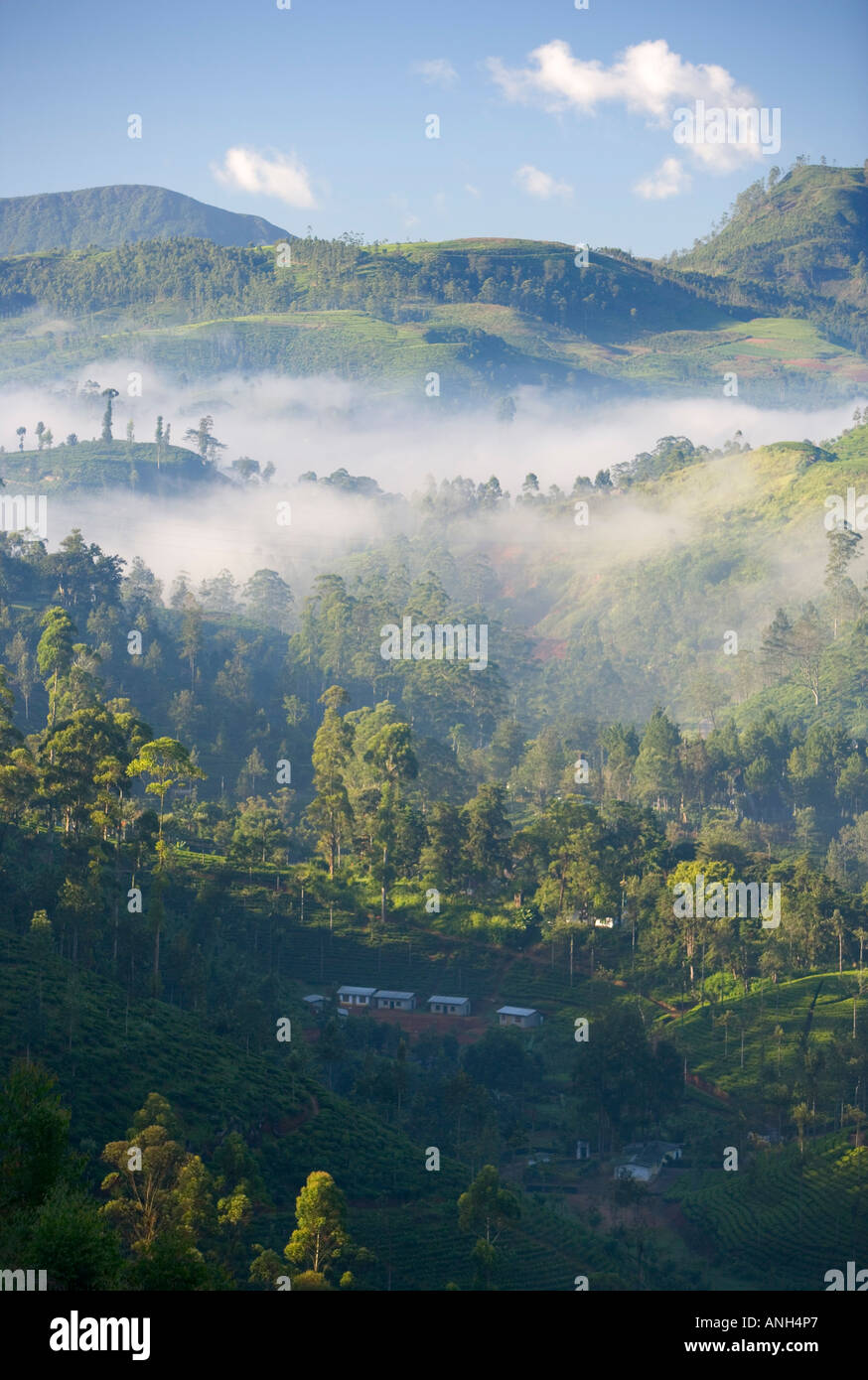 Tea Plantation, Nuwara Eliya, Hill Country, Sri Lanka Stock Photo