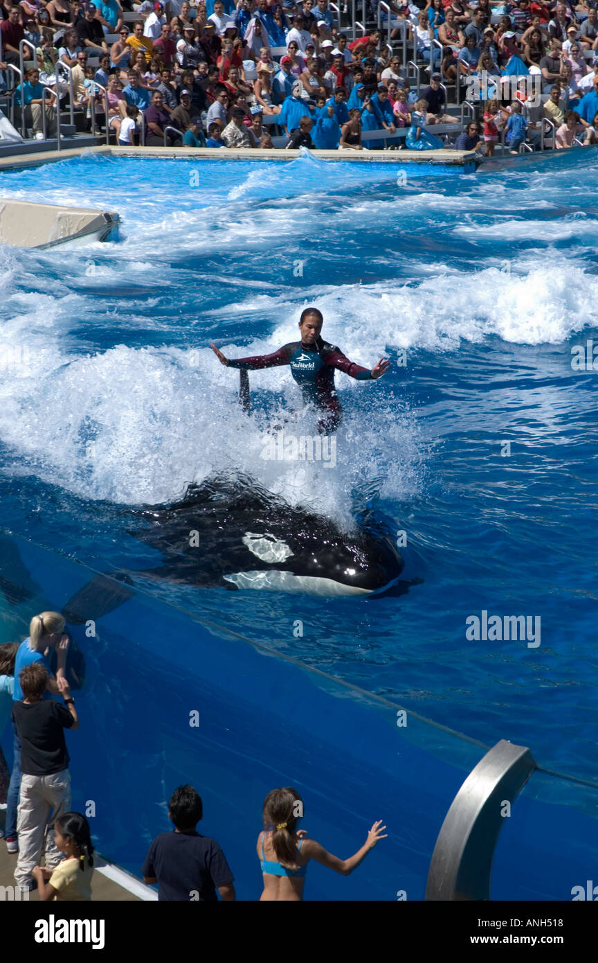Trainer riding killer whale performing at the Sea World adventure park San Diego California USA Stock Photo