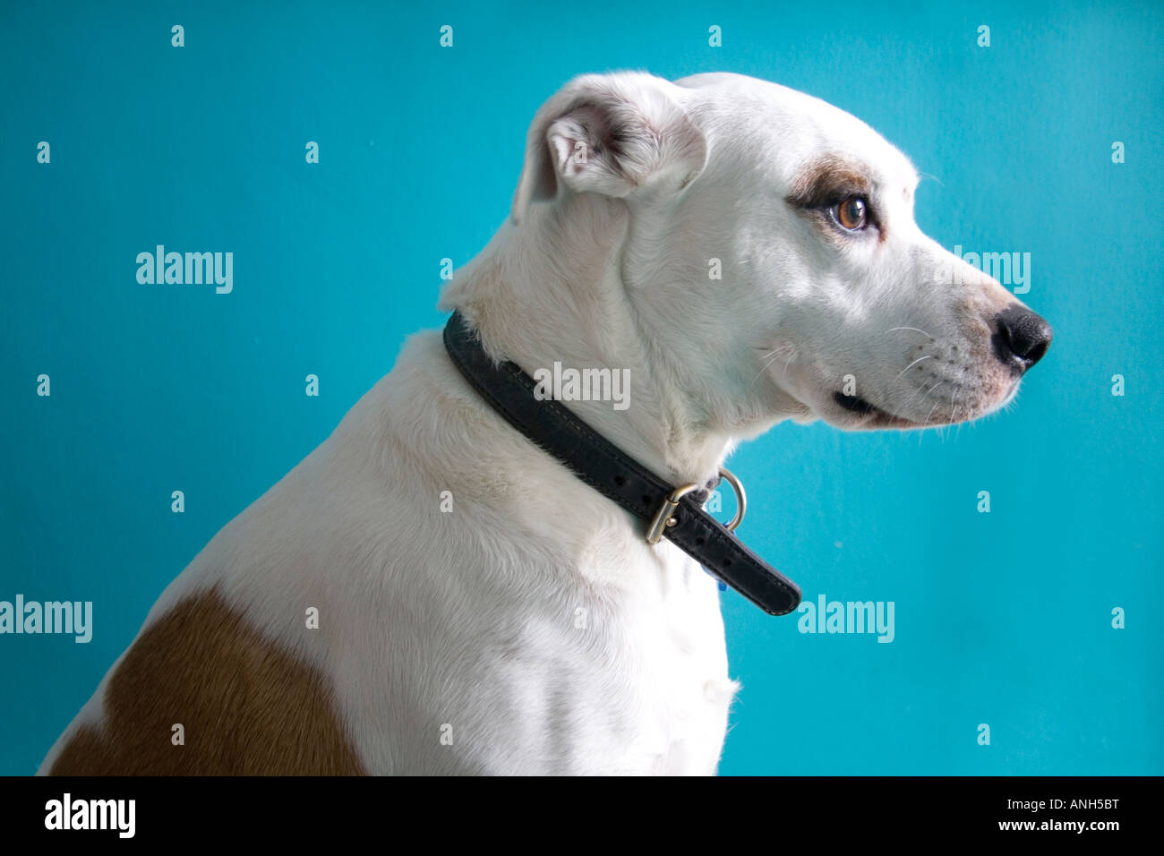 White dog with a bright blue background. Stock Photo