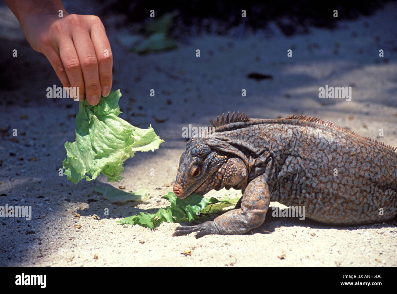 Beautiful view of Feeding Iguanas