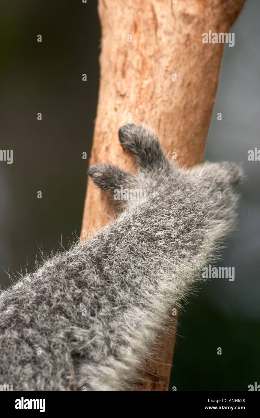 Koala paw Australia Phascolarctos cinereus Stock Photo - Alamy