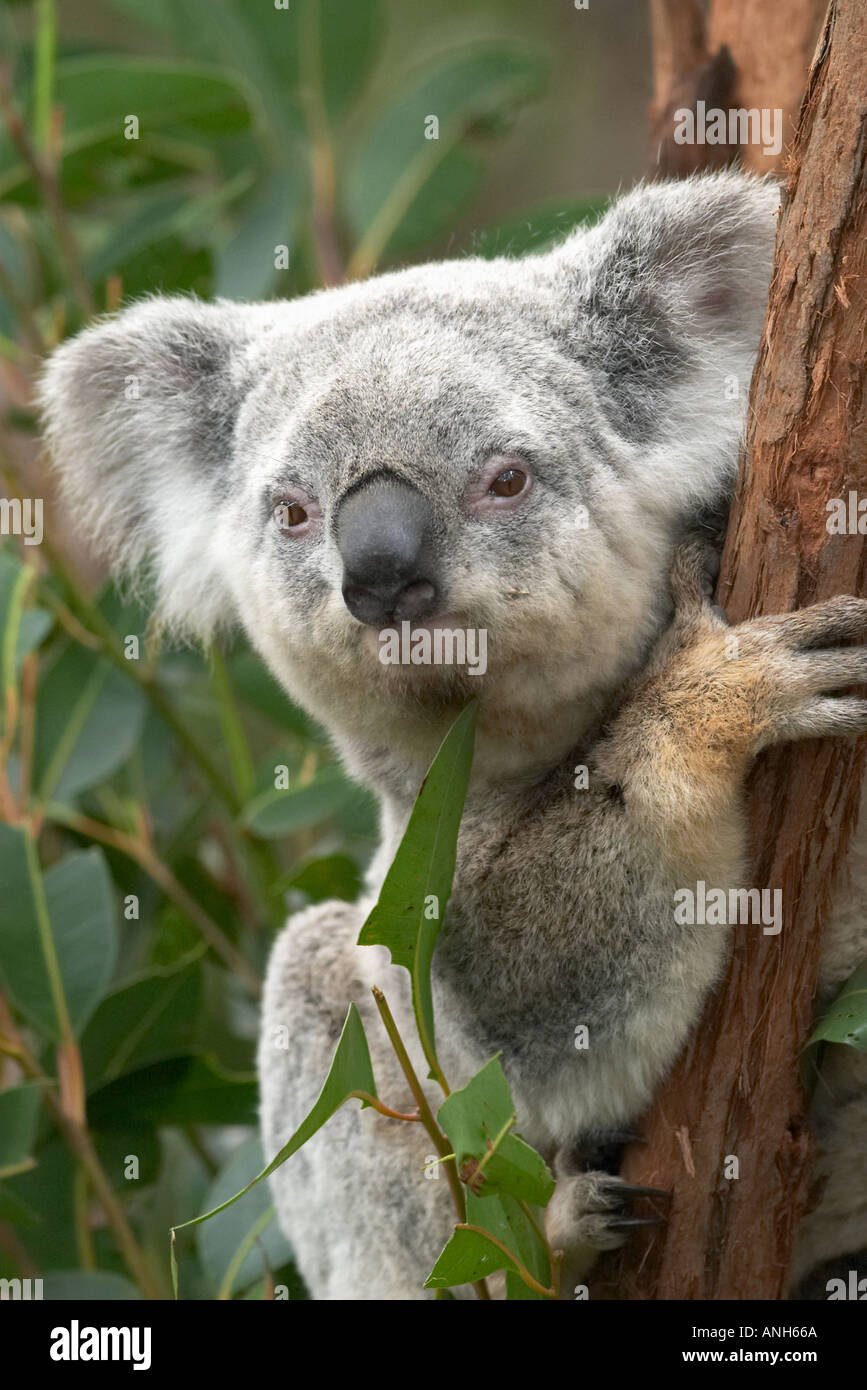 Koala Australia Phascolarctos cinereus Stock Photo - Alamy