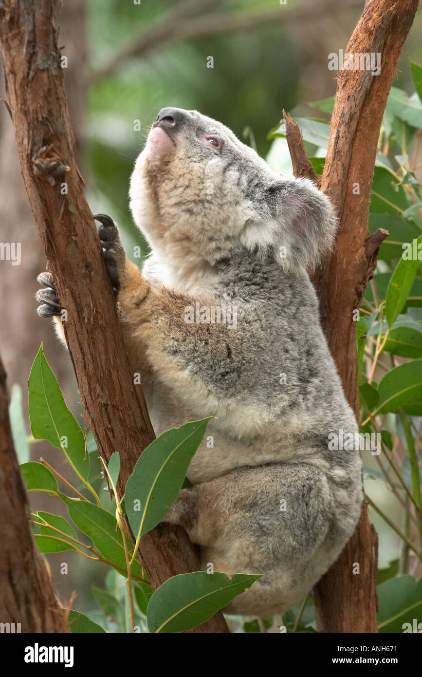 Koala Australia Phascolarctos cinereus Stock Photo - Alamy