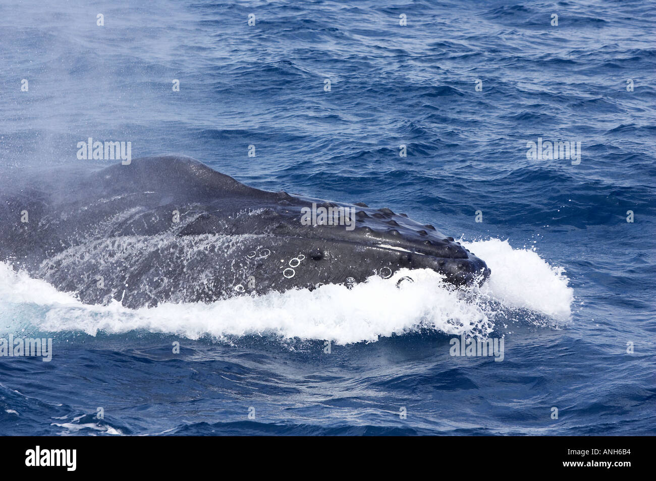 Humpback whale hi-res stock photography and images - Alamy