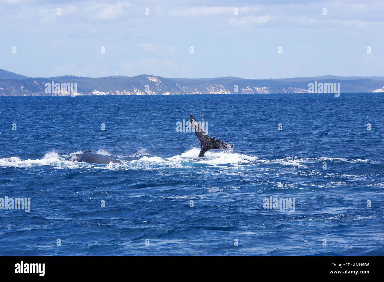 Humpback whale hi-res stock photography and images - Alamy