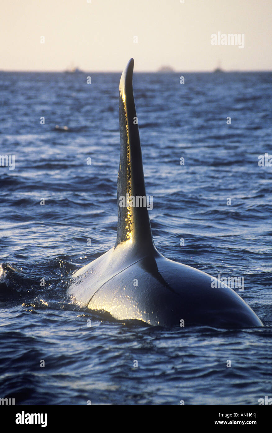 Close Up Of Orca Dorsal Fin Hi res Stock Photography And Images Alamy
