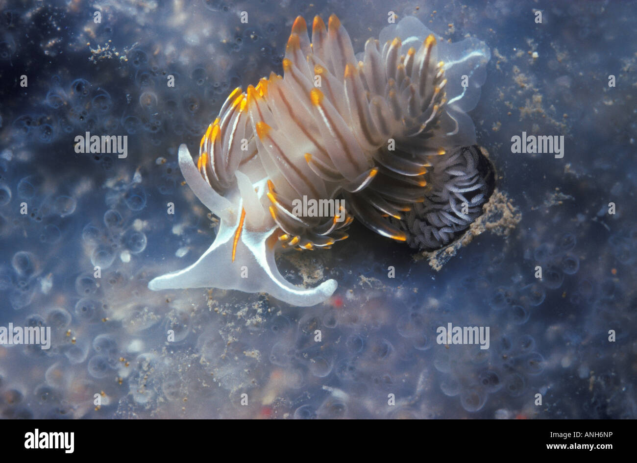 Puget sound underwater hi-res stock photography and images - Alamy