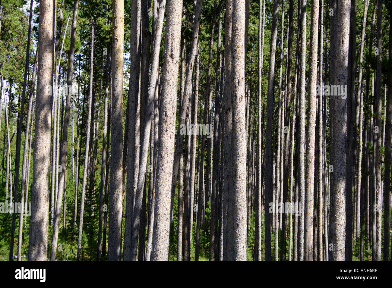 Repetition Evergreen Tree Forest, Yellowstone National Park, Wyoming, USA Stock Photo