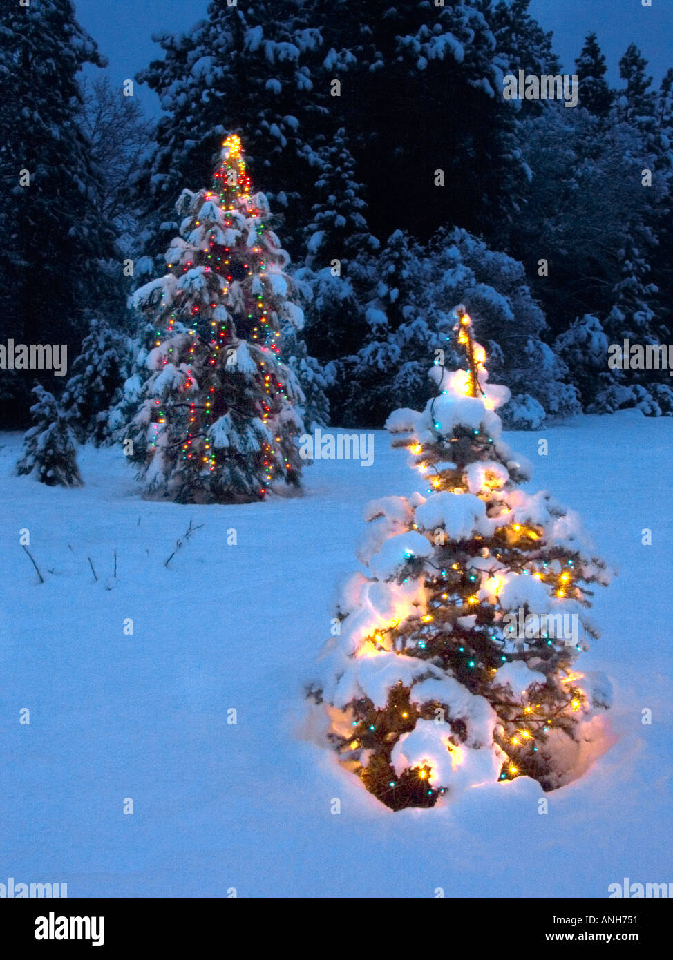 A living Christmas tree covered with lights Stock Photo