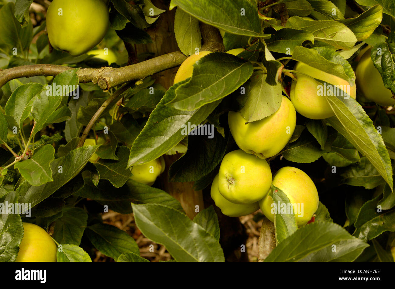 Apple Malus sylvestris Rosaceae Gala Stock Photo