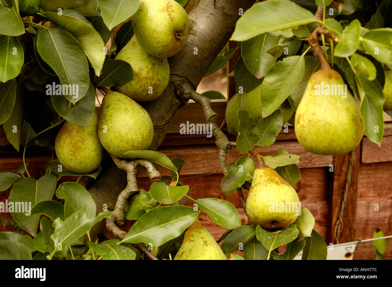 Pear Pyrus communis Rosaceae Beth Stock Photo